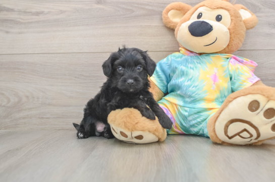 Best Yorkie Poo Baby