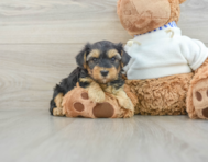 6 week old Yorkie Poo Puppy For Sale - Lone Star Pups