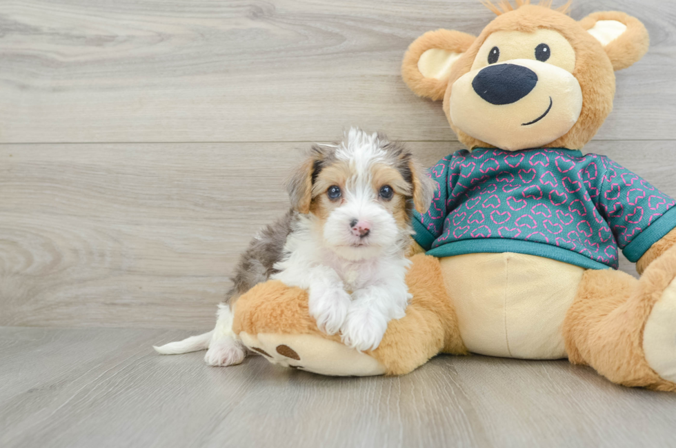 7 week old Yorkie Poo Puppy For Sale - Lone Star Pups