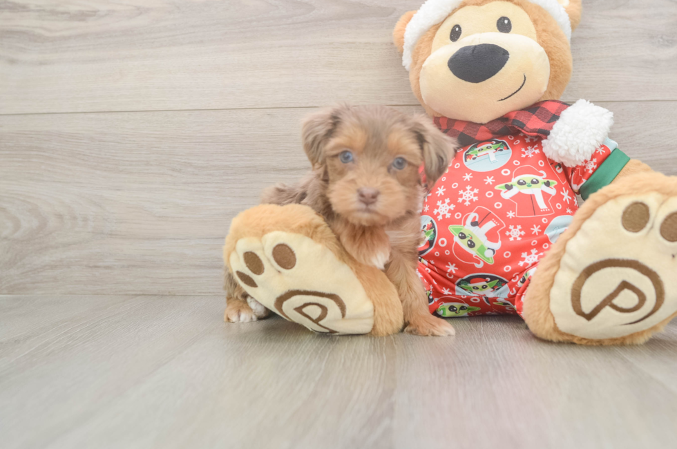 5 week old Yorkie Poo Puppy For Sale - Lone Star Pups