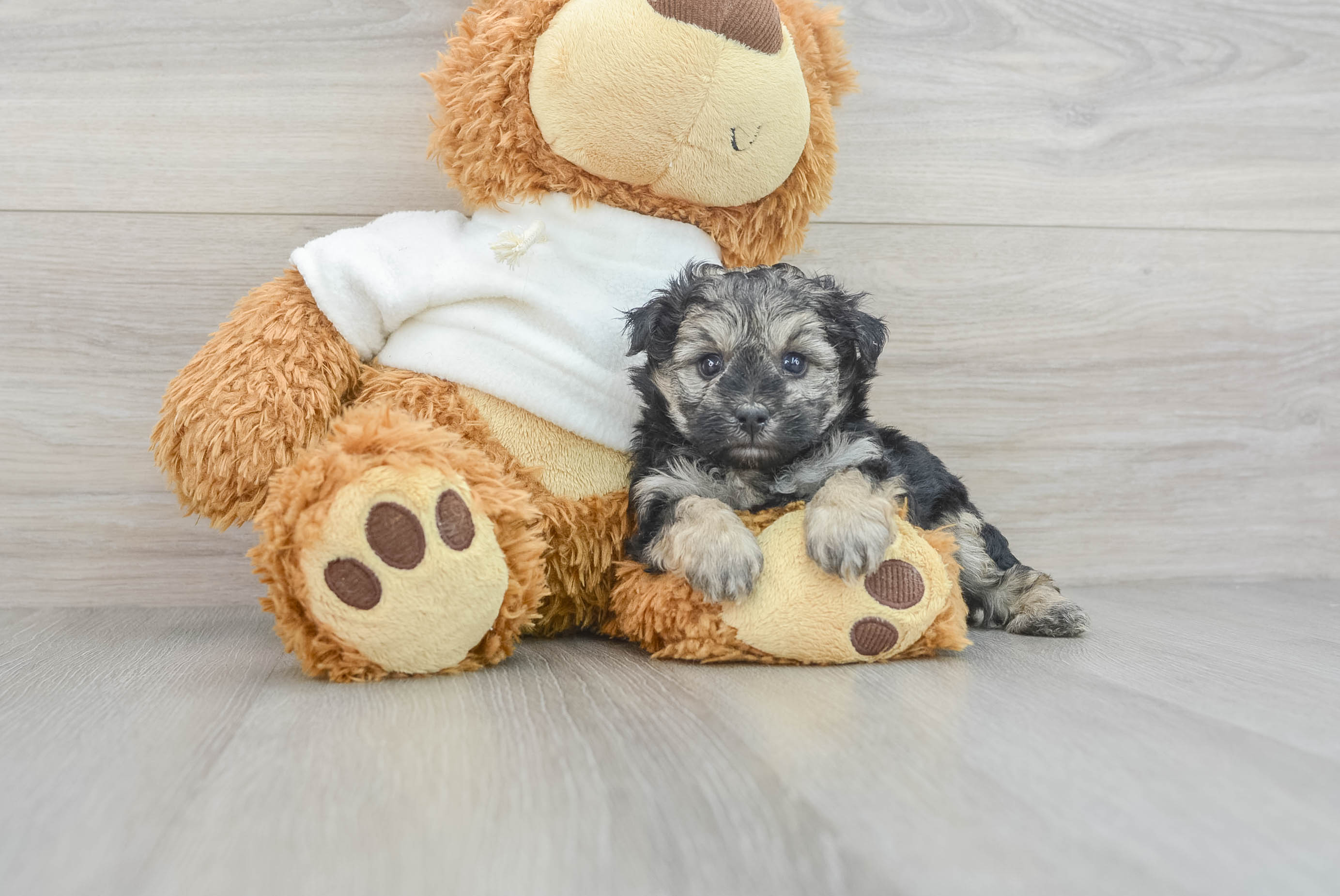 Petite Yorkie Poo Poodle Mix Pup