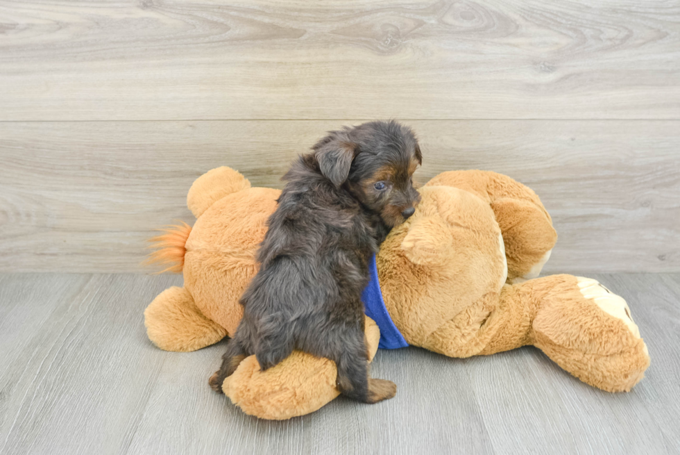 Yorkie Poo Pup Being Cute