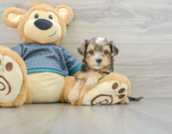 8 week old Yorkie Poo Puppy For Sale - Lone Star Pups