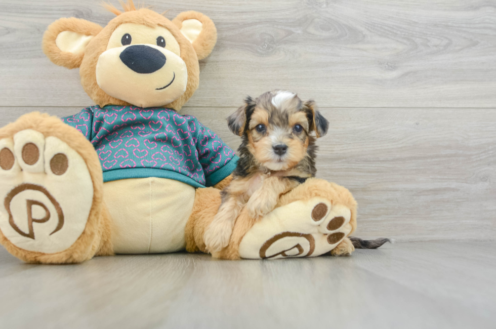 7 week old Yorkie Poo Puppy For Sale - Lone Star Pups