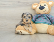 5 week old Yorkie Poo Puppy For Sale - Lone Star Pups