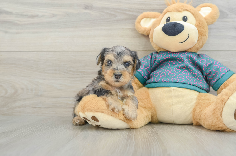 5 week old Yorkie Poo Puppy For Sale - Lone Star Pups