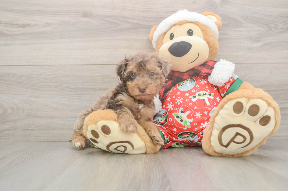 5 week old Yorkie Poo Puppy For Sale - Lone Star Pups