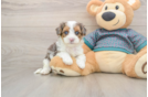 Best Yorkie Poo Baby
