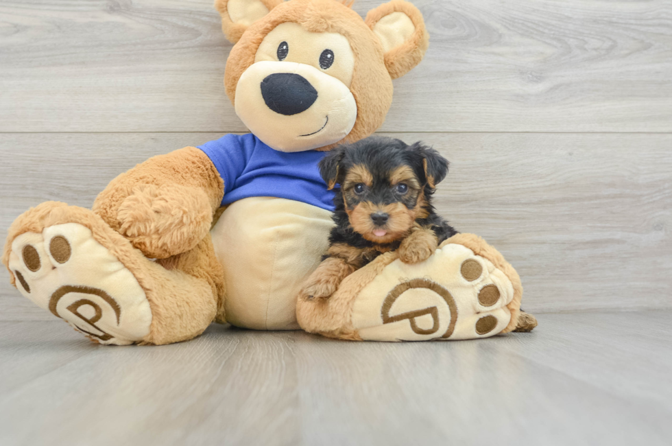 5 week old Yorkie Poo Puppy For Sale - Lone Star Pups