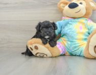 6 week old Yorkie Poo Puppy For Sale - Lone Star Pups