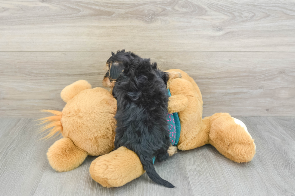 Yorkie Poo Pup Being Cute