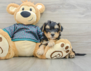 8 week old Yorkie Poo Puppy For Sale - Lone Star Pups