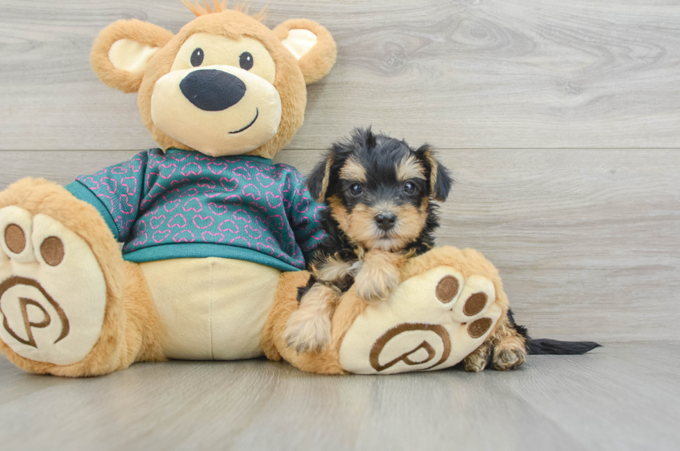 7 week old Yorkie Poo Puppy For Sale - Lone Star Pups