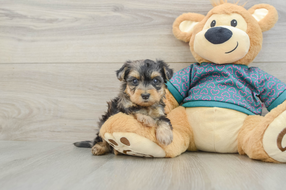 5 week old Yorkie Poo Puppy For Sale - Lone Star Pups