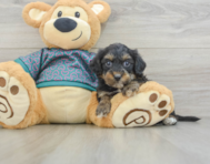 7 week old Yorkie Poo Puppy For Sale - Lone Star Pups