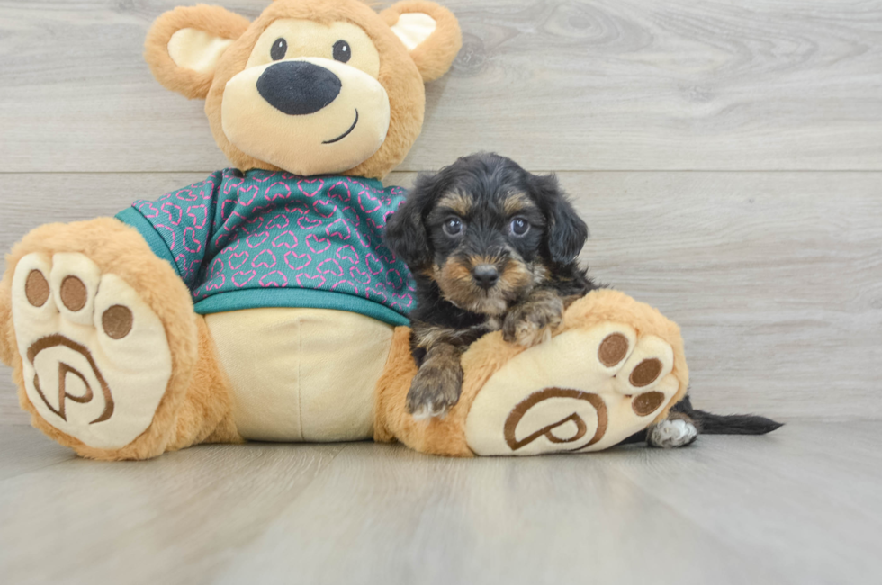 6 week old Yorkie Poo Puppy For Sale - Lone Star Pups