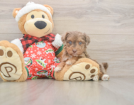 7 week old Yorkie Poo Puppy For Sale - Lone Star Pups