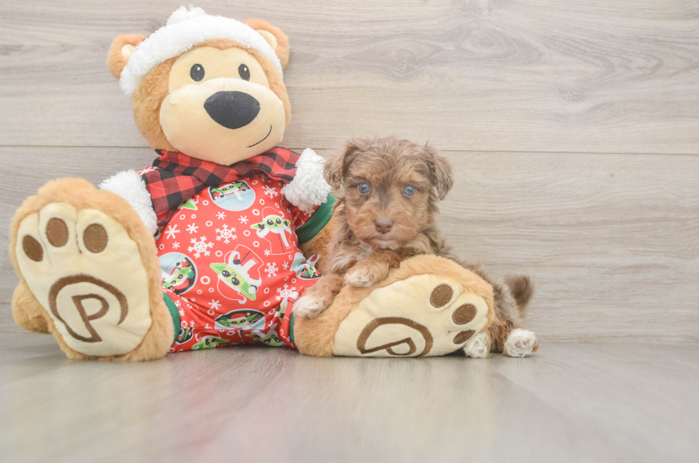 5 week old Yorkie Poo Puppy For Sale - Lone Star Pups