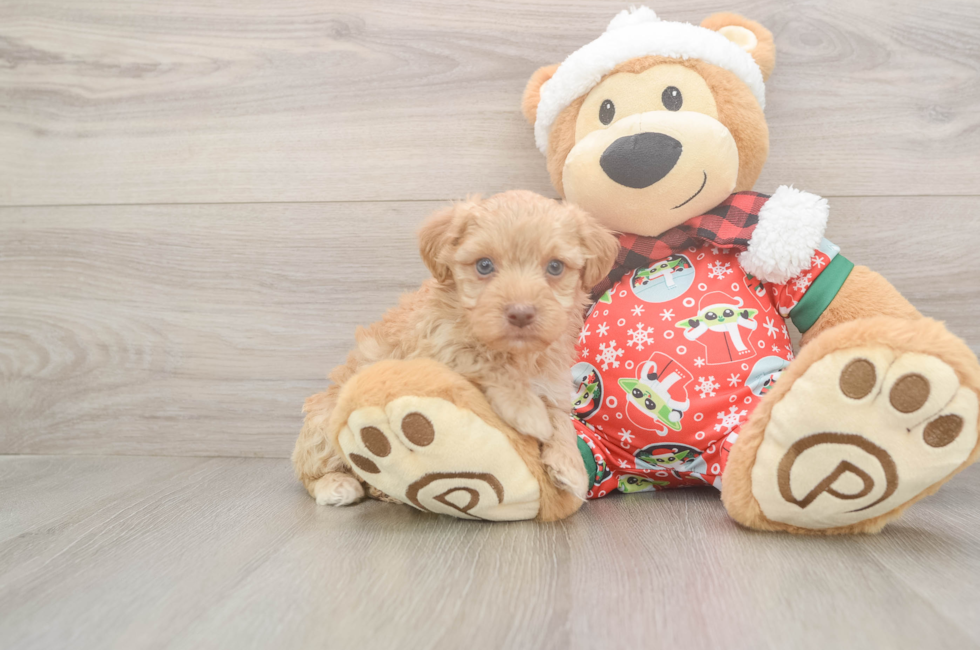 5 week old Yorkie Poo Puppy For Sale - Lone Star Pups