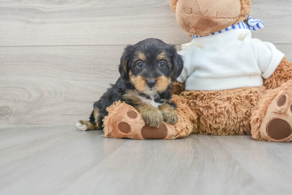 Best Yorkie Poo Baby