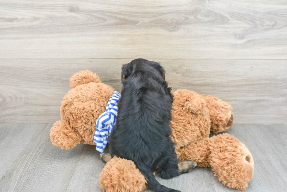 Adorable Yorkie Doodle Poodle Mix Puppy