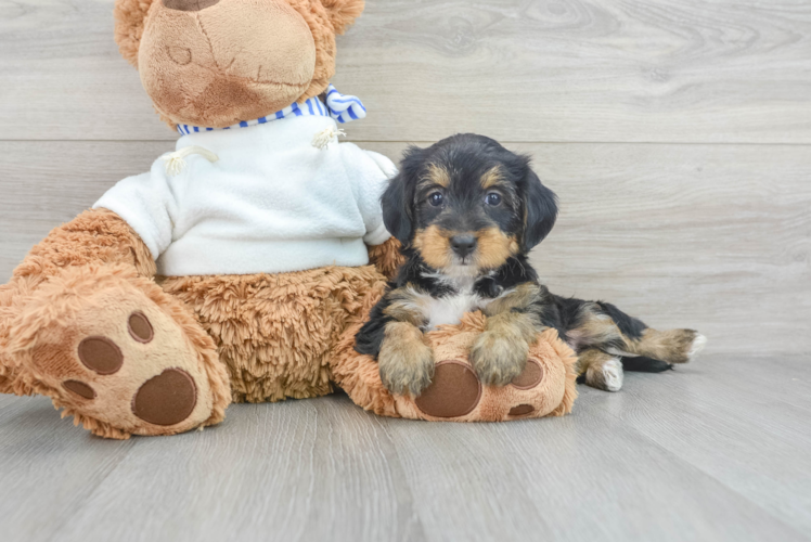 Happy Yorkie Poo Baby