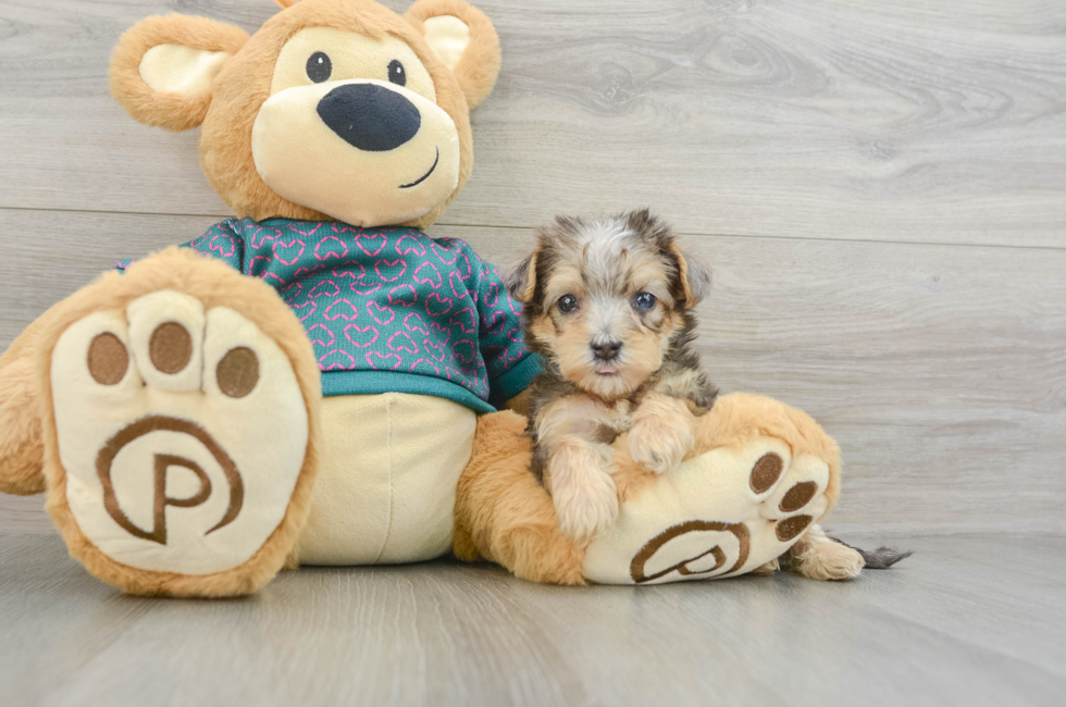 7 week old Yorkie Poo Puppy For Sale - Lone Star Pups