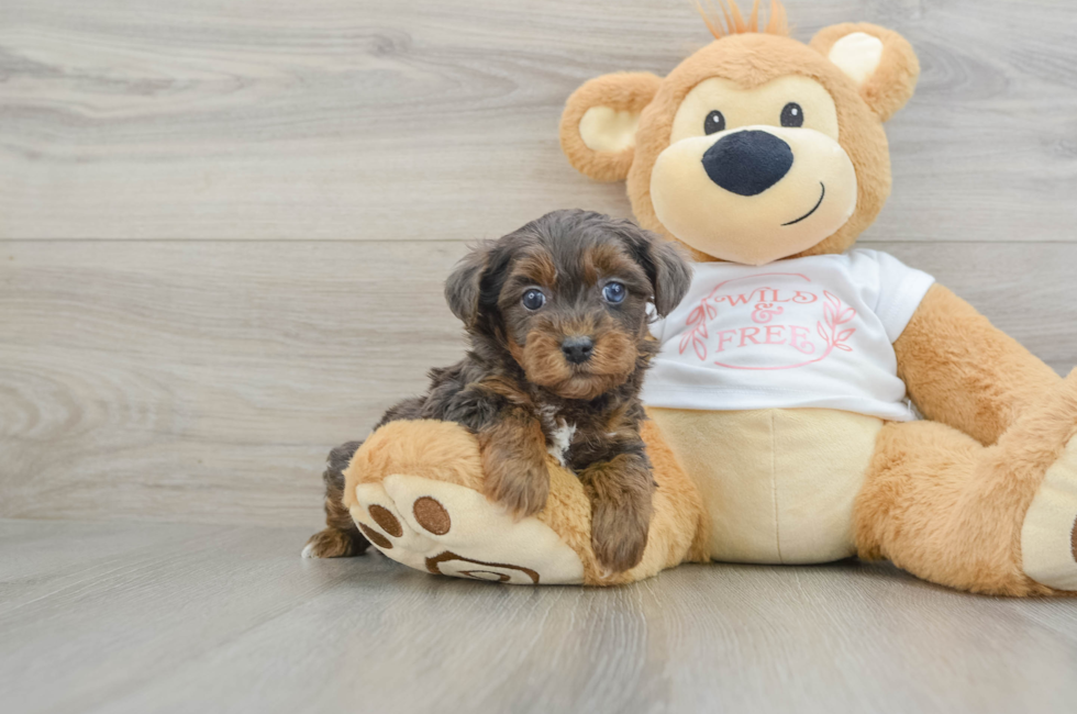 5 week old Yorkie Poo Puppy For Sale - Lone Star Pups