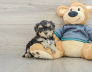 6 week old Yorkie Poo Puppy For Sale - Lone Star Pups