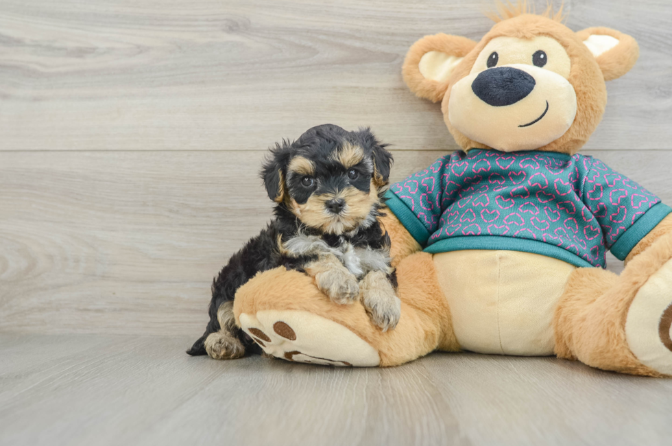 6 week old Yorkie Poo Puppy For Sale - Lone Star Pups