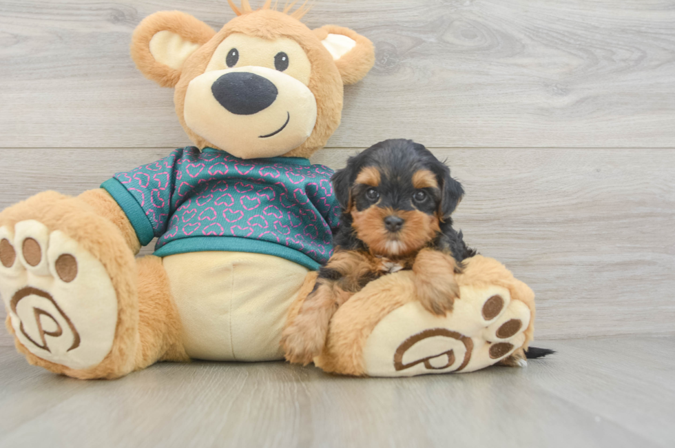 5 week old Yorkie Poo Puppy For Sale - Lone Star Pups