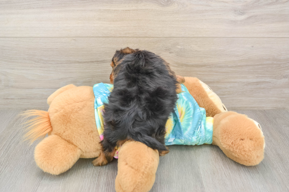 Best Yorkie Poo Baby