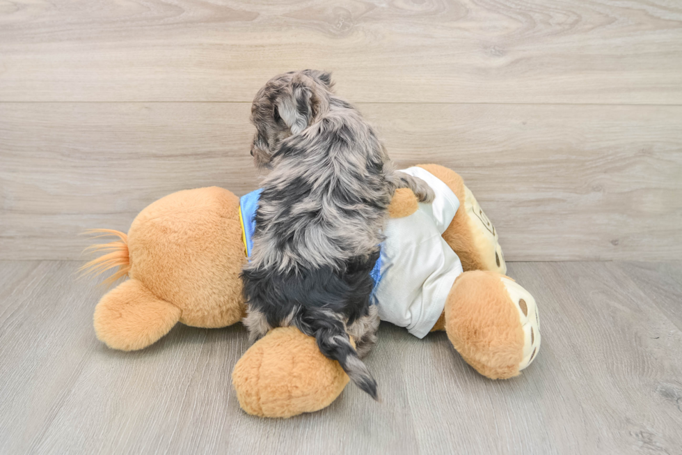 Best Yorkie Poo Baby