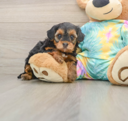 5 week old Yorkie Poo Puppy For Sale - Lone Star Pups