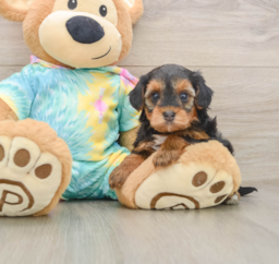 5 week old Yorkie Poo Puppy For Sale - Lone Star Pups