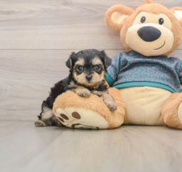 8 week old Yorkie Poo Puppy For Sale - Lone Star Pups