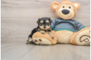 Popular Yorkie Poo Poodle Mix Pup