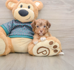9 week old Yorkie Poo Puppy For Sale - Lone Star Pups