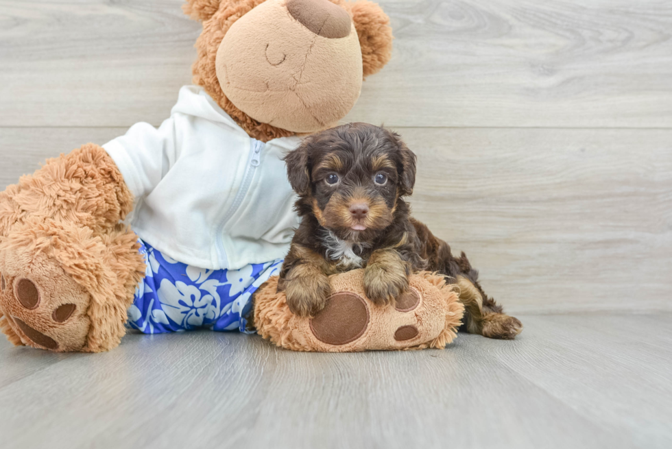 Little Yorkie Poodle Mix Poodle Mix Puppy