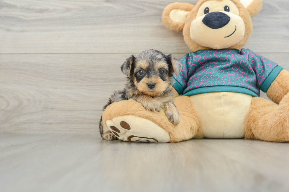 6 week old Yorkie Poo Puppy For Sale - Lone Star Pups