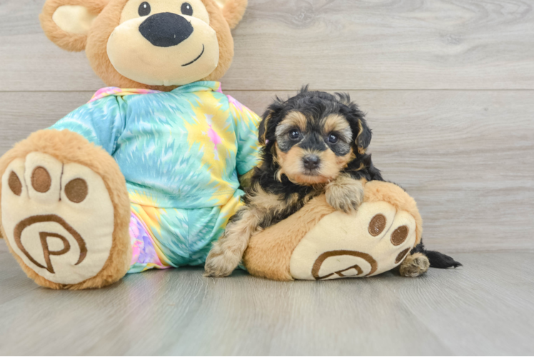Best Yorkie Poo Baby