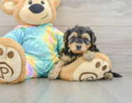 7 week old Yorkie Poo Puppy For Sale - Lone Star Pups