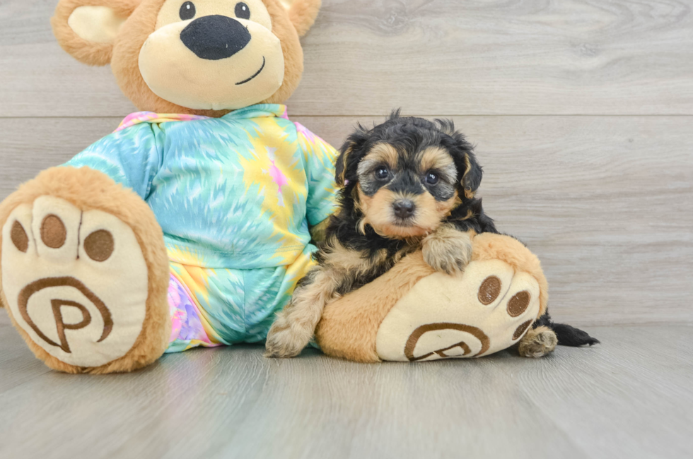 6 week old Yorkie Poo Puppy For Sale - Lone Star Pups