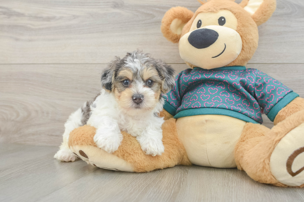 5 week old Yorkie Poo Puppy For Sale - Lone Star Pups