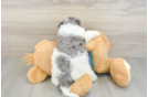 Funny Yorkie Poo Poodle Mix Pup