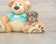 8 week old Yorkie Poo Puppy For Sale - Lone Star Pups