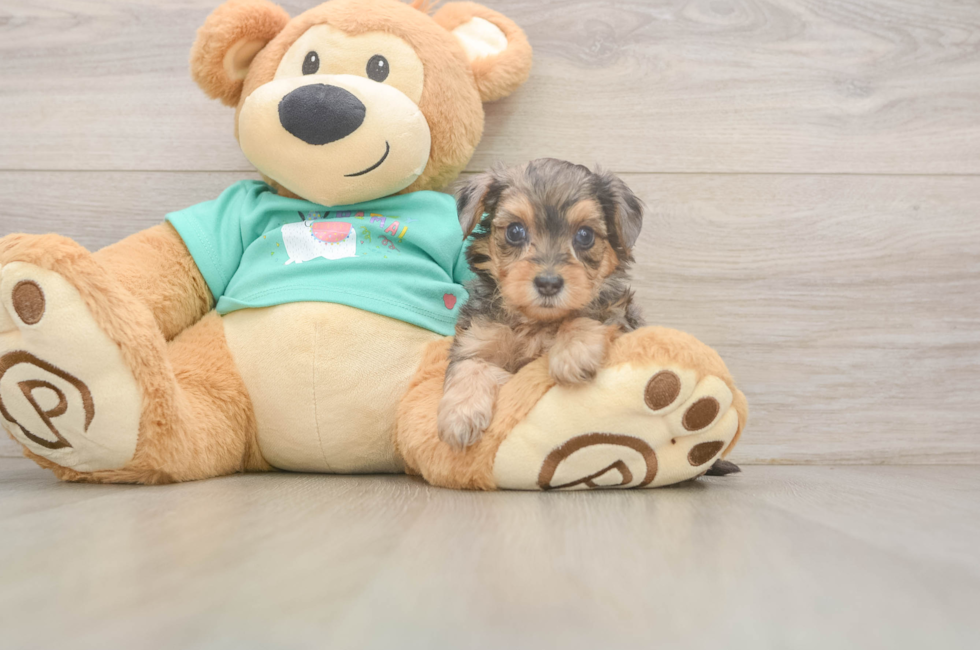 7 week old Yorkie Poo Puppy For Sale - Lone Star Pups