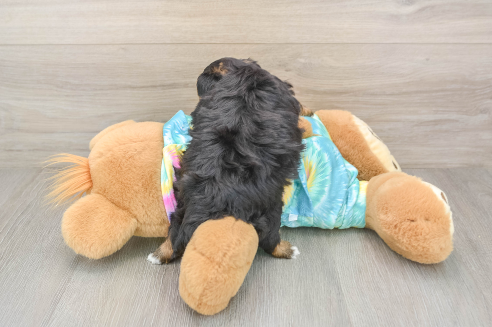 Yorkie Poo Pup Being Cute