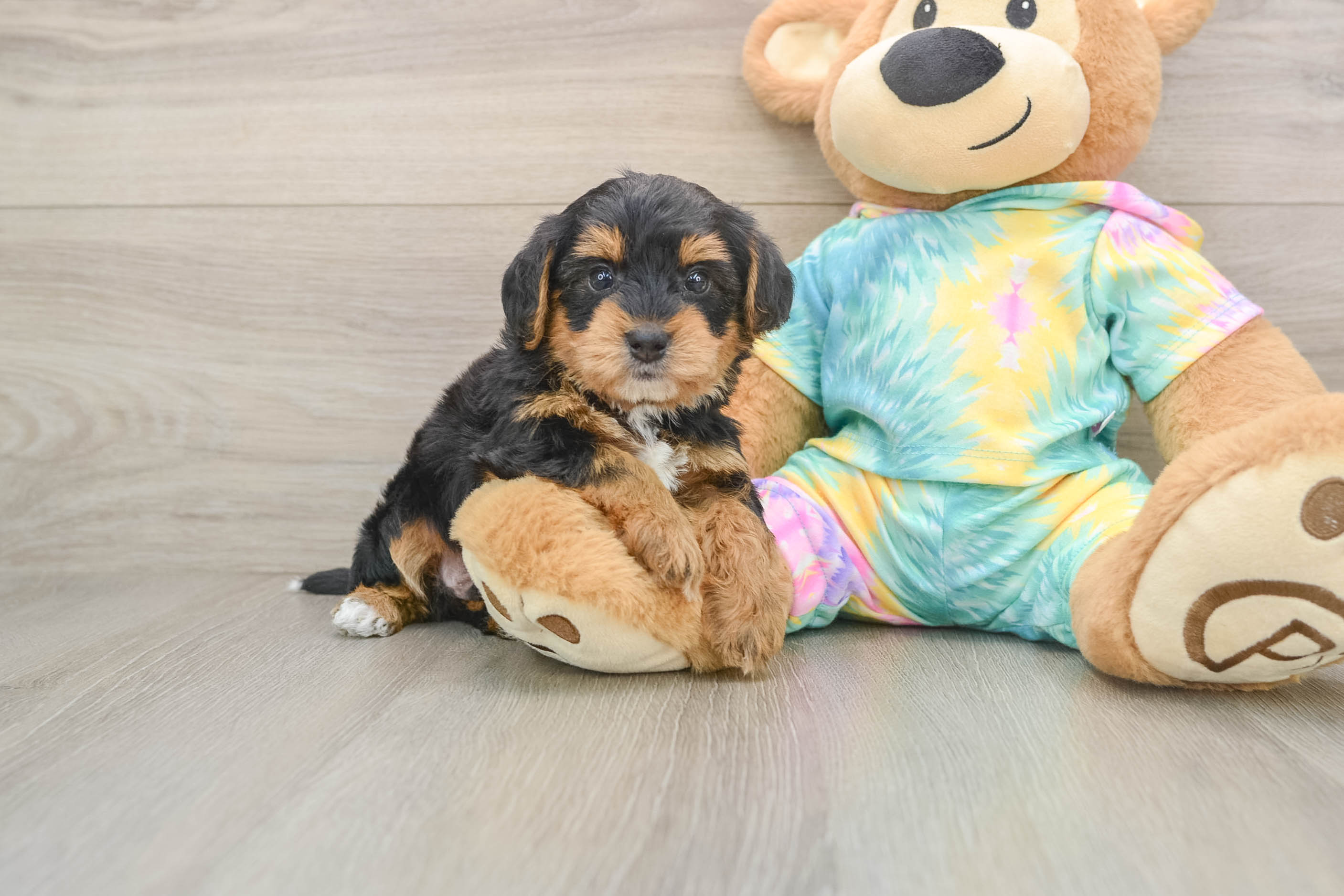 Happy Yorkie Poo Baby