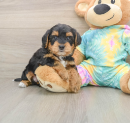 5 week old Yorkie Poo Puppy For Sale - Lone Star Pups